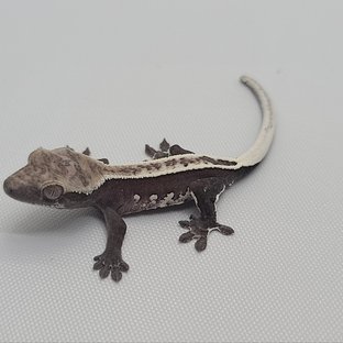 아잔틱 풀핀