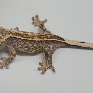 100%헷아잔틱 노멀 풀핀