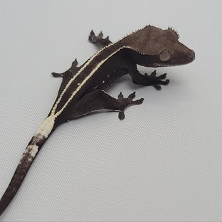 아잔틱 풀핀
