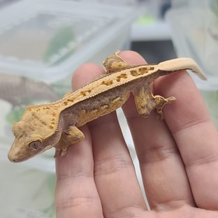 100% Het Axanthic Normal Full Pinstripe