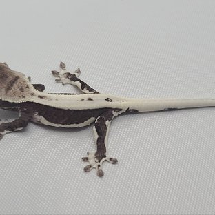 릴잔틱