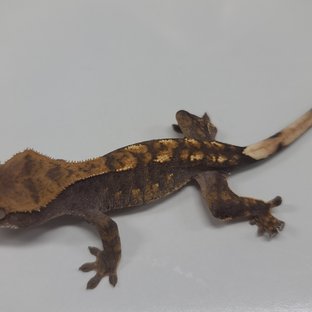 100% Het Axanthic Normal