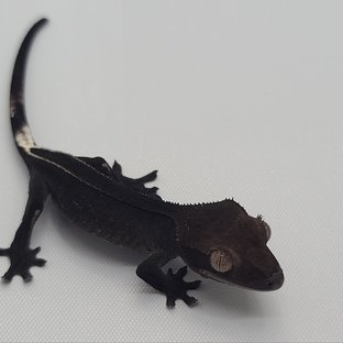 아잔틱