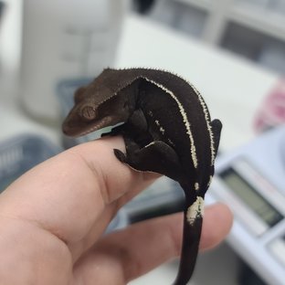 Axanthic Onyx