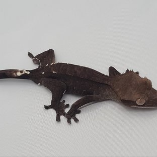 아잔틱