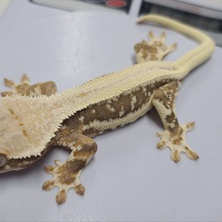 릴리100%헷아잔틱