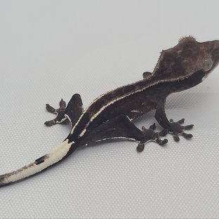 아잔틱