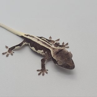릴잔틱