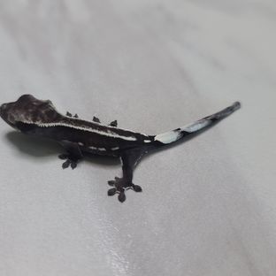 아잔틱