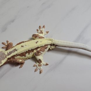 프라푸치노