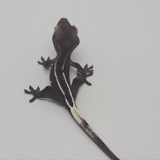 아잔틱