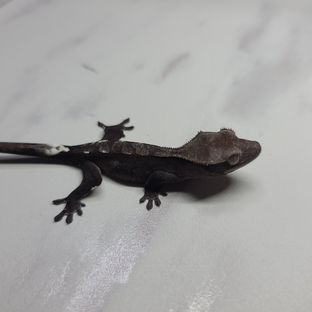 아잔틱