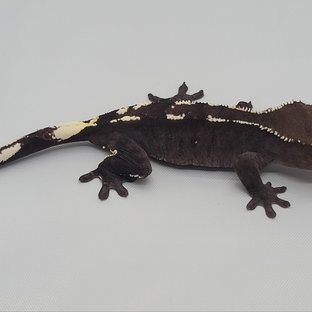 아잔틱