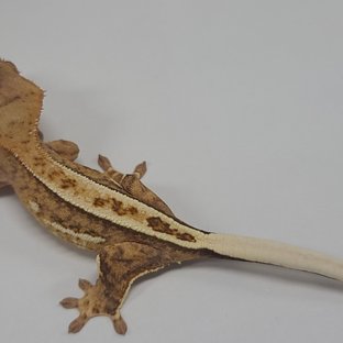 100% Het Axanthic Normal Full Pinstripe