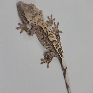 100% Het Axanthic Cappuccino