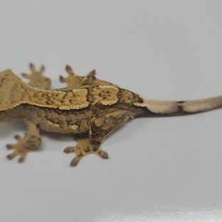 100%헷아잔틱 노멀