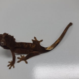 100%헷아잔틱 챠콜