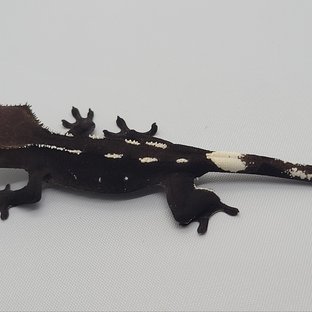 아잔틱