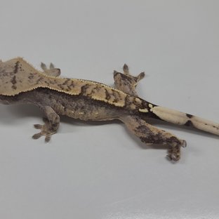 100%헷아잔틱 노멀