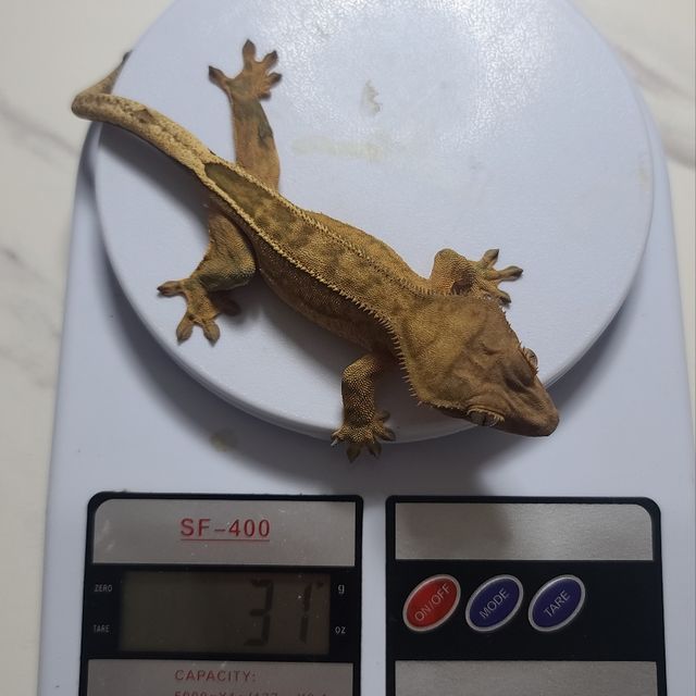 100%헷아잔틱