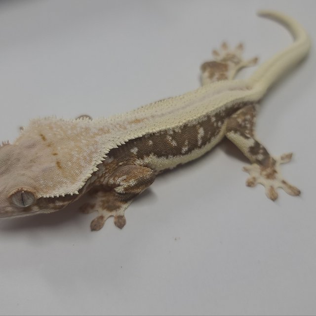 릴리100%헷아잔틱