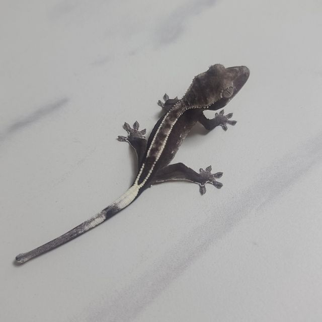 아잔틱