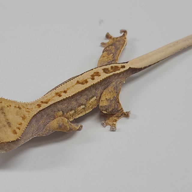 100%헷아잔틱 노멀 풀핀