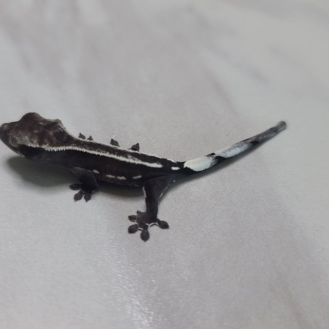 아잔틱