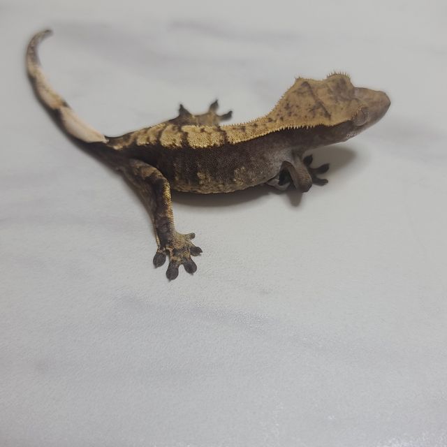 노멀