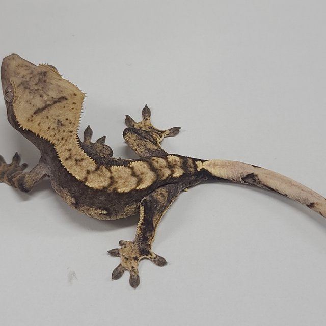 100%헷아잔틱 노멀