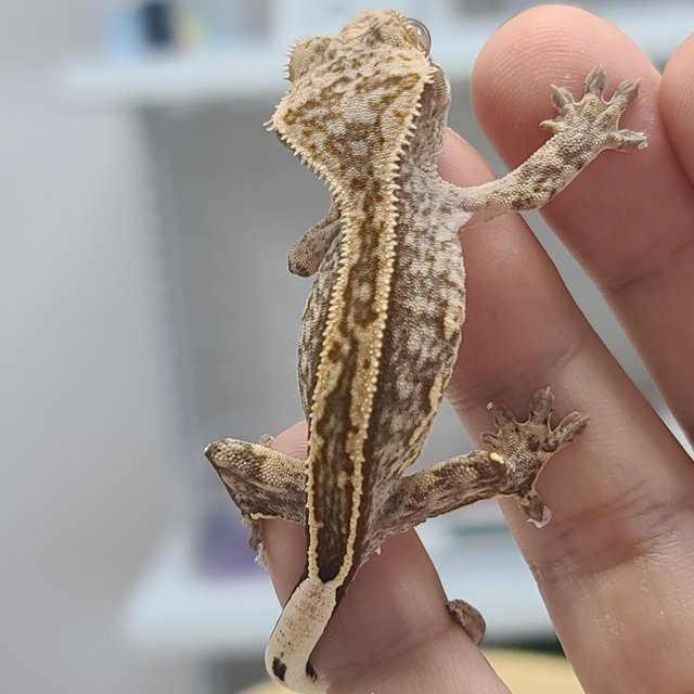 100%헷아잔틱 노멀 풀핀