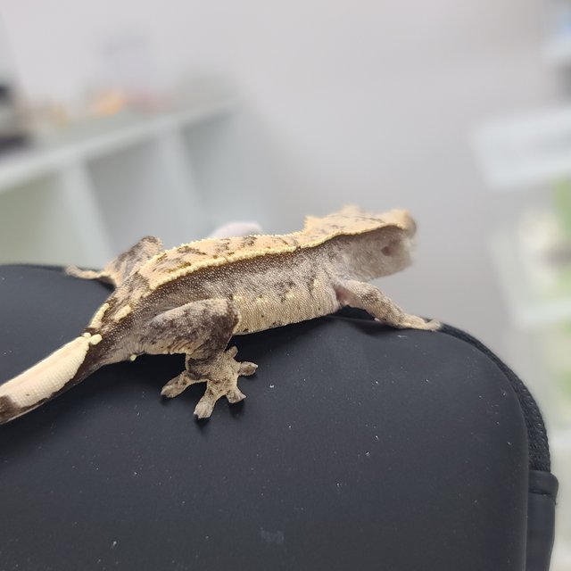 100%헷아잔틱 노멀