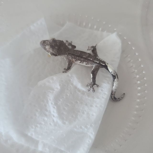 아잔틱