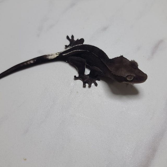 아잔틱