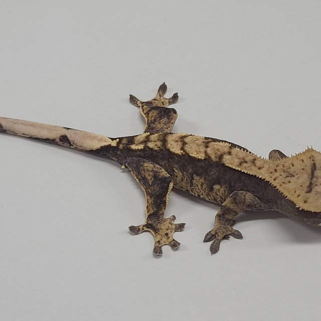 100%헷아잔틱 노멀