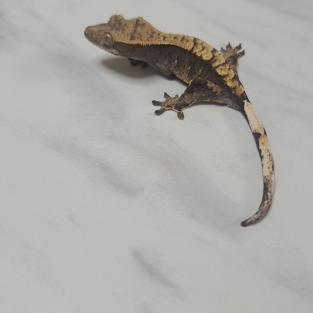 노멀