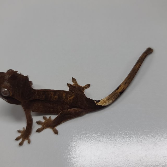 100%헷아잔틱 챠콜