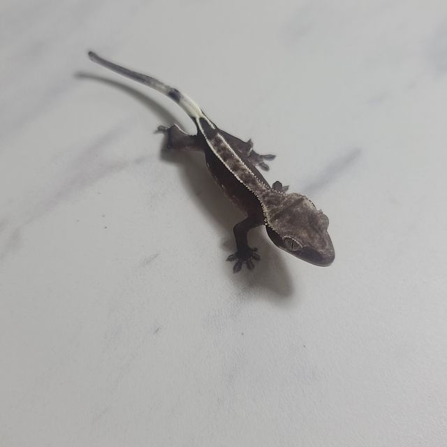 아잔틱