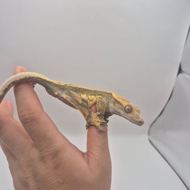 노멀 쿼드 엠티백