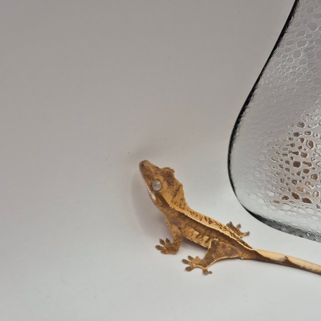 노멀 쿼드 엠티백