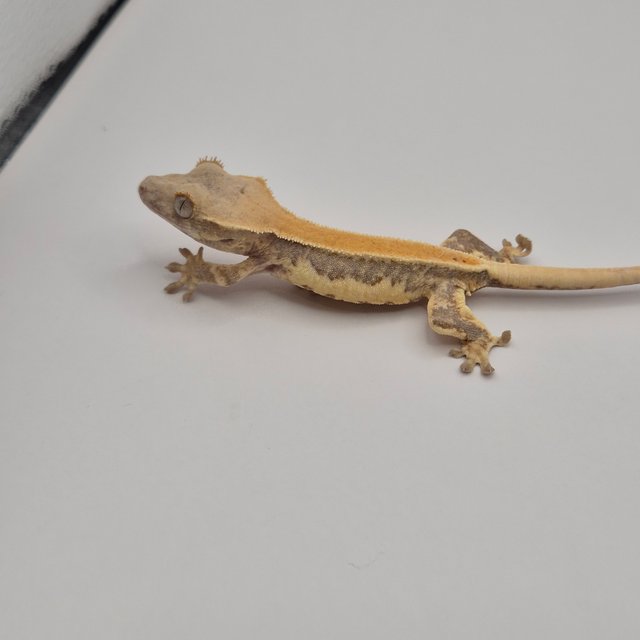 릴리화이트 트라이