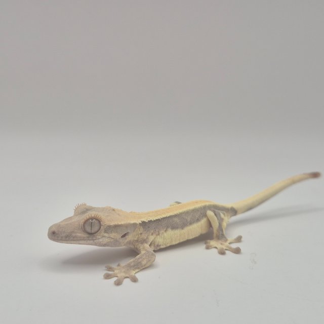 릴리화이트 트라이