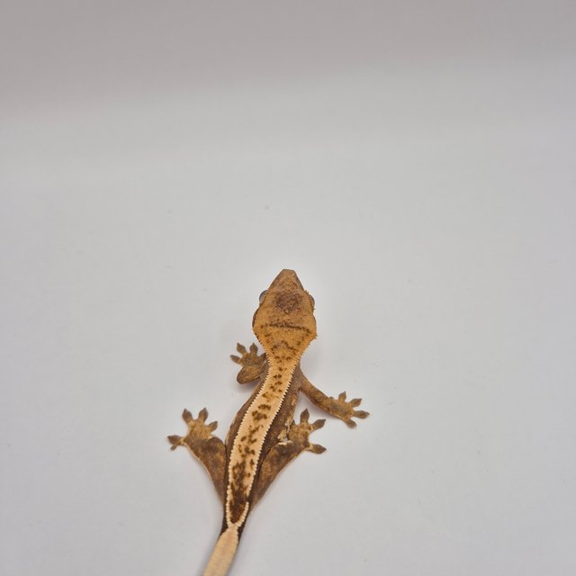 노멀 쿼드 엠티백