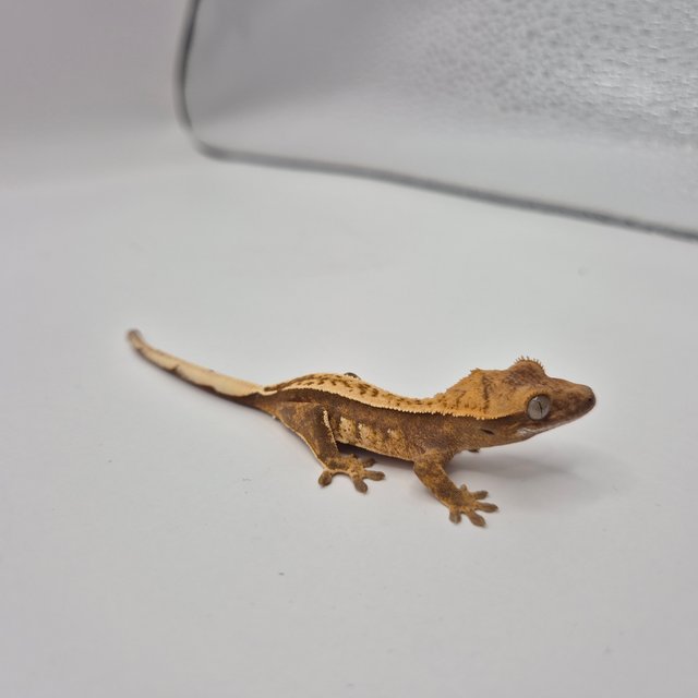 노멀 쿼드 엠티백