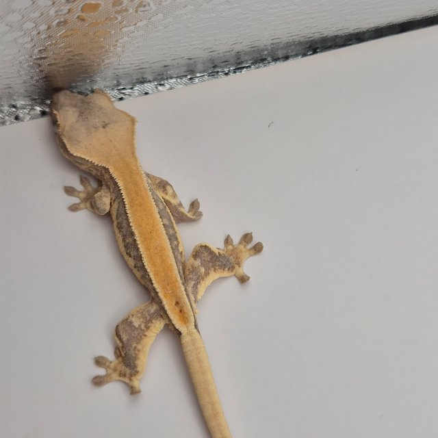 릴리화이트 트라이