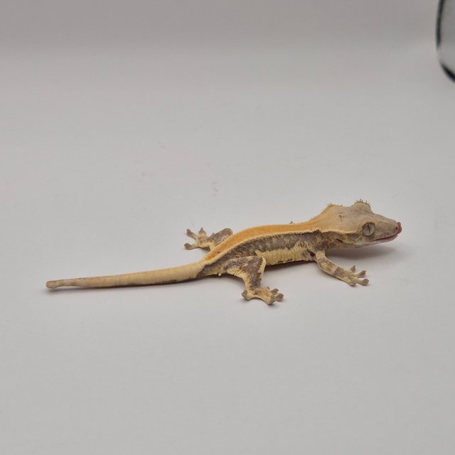 릴리화이트 트라이