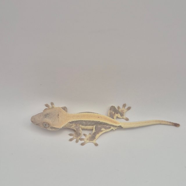 릴리화이트 트라이