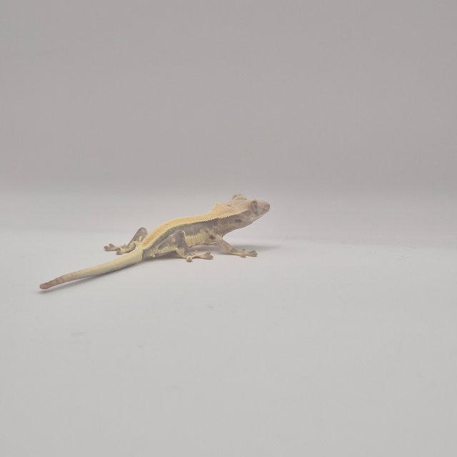 릴리화이트 트라이