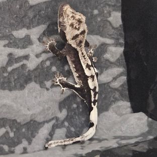 아잔틱