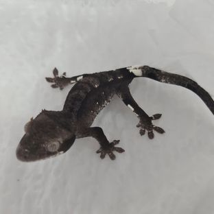 아잔틱